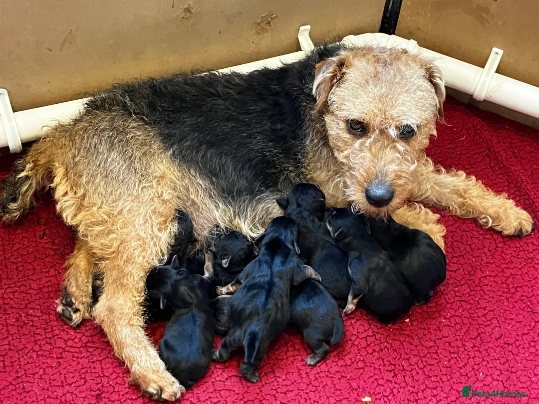 Lakeland Terrier dogs for sale: Beautiful Lakeland  - Advert 15