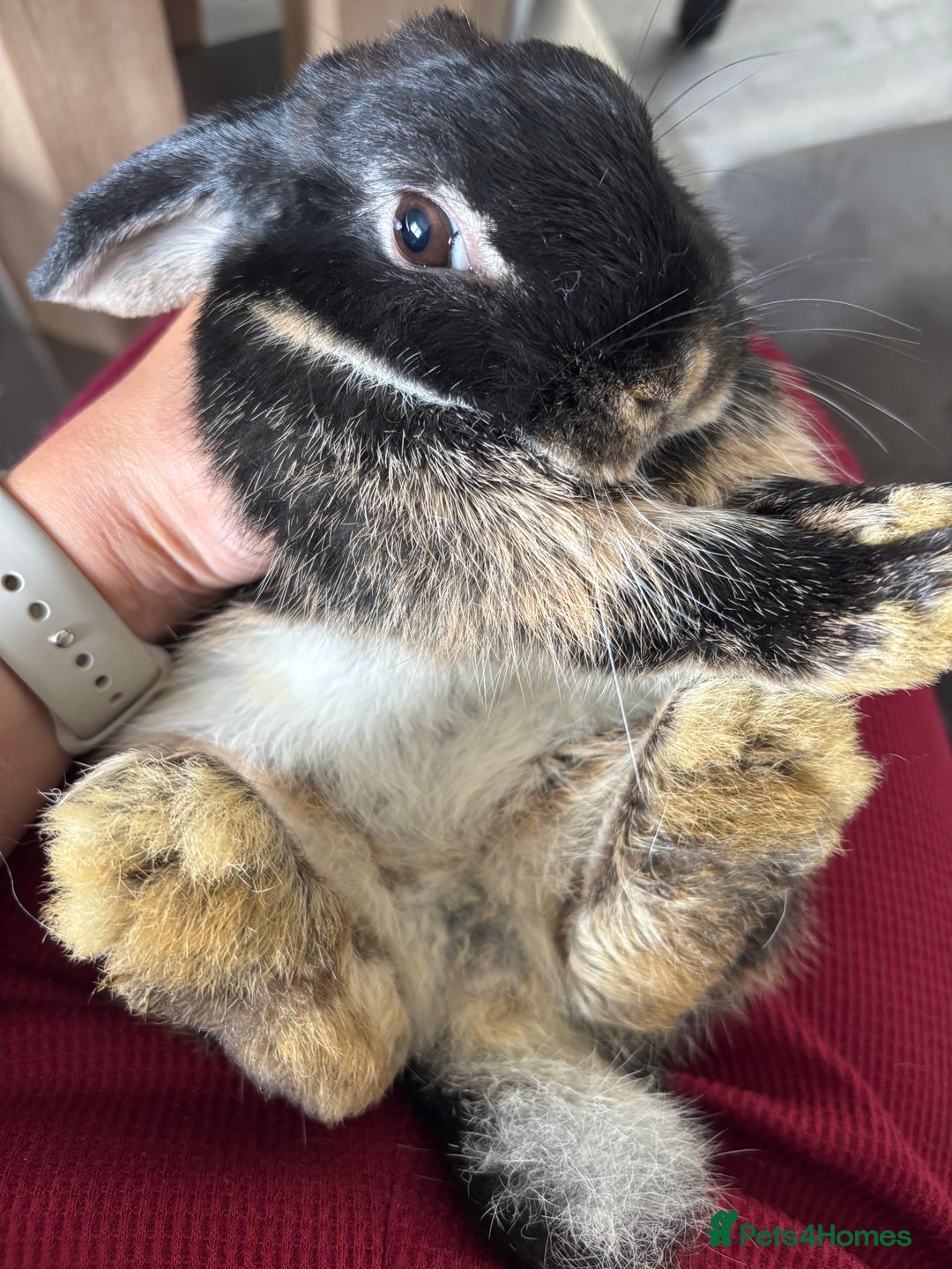 Mini Lop rabbits for sale: Gorgeous Mini Lops  - Image 9