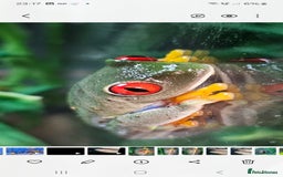 Frog reptiles for sale: Rey eyes tree frog - Image 4