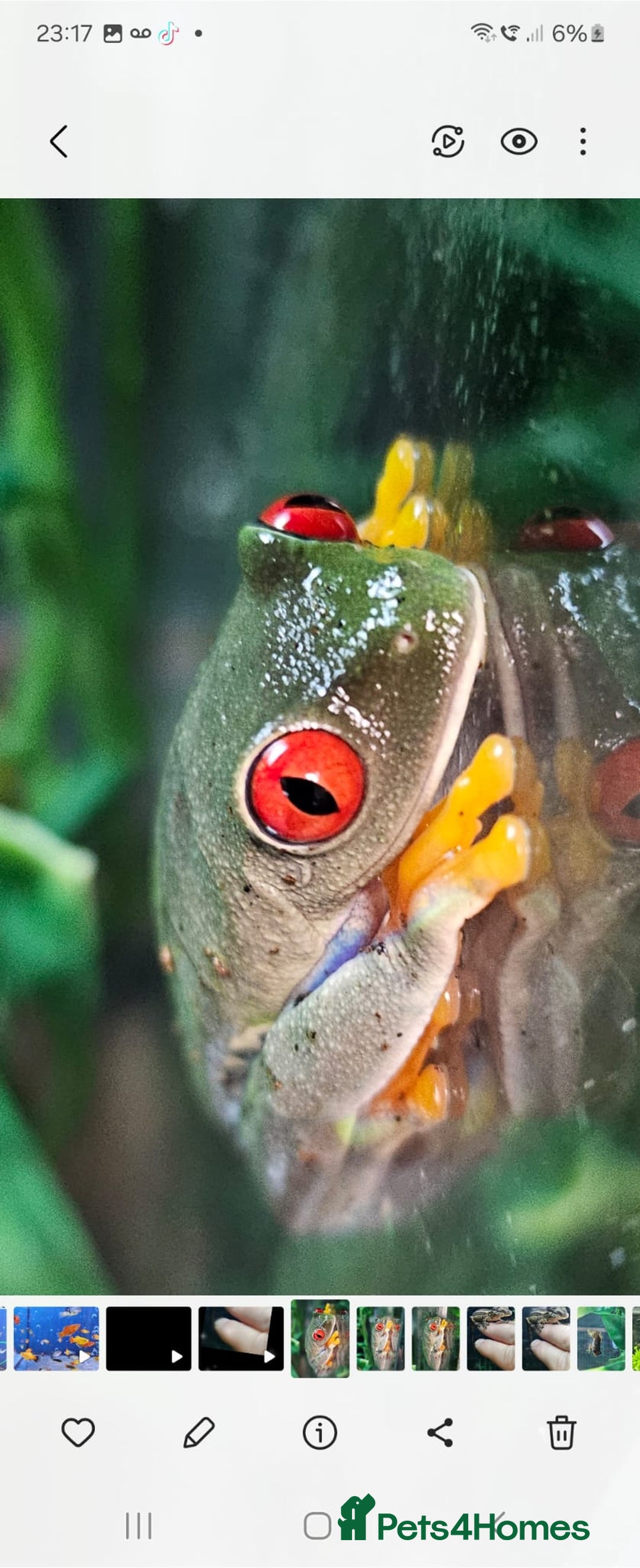 Frog reptiles for sale: Rey eyes tree frog - Image 4