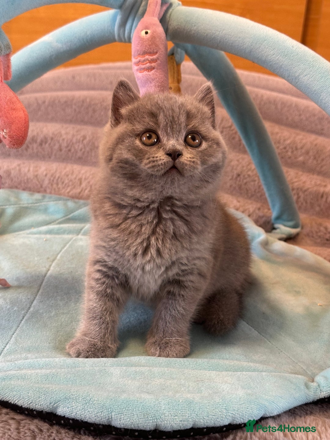 British Shorthair cats for sale: GCCF registered kitten  - Advert 25
