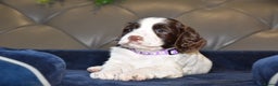 Cocker Spaniel dogs for sale: Kc Reg Health Tested Cocker Spaniel Puppies - Advert 10