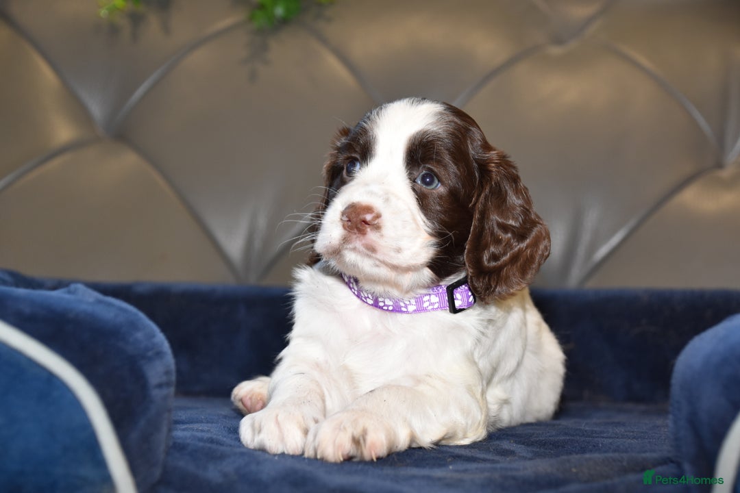 Cocker Spaniel dogs for sale: Kc Reg Health Tested Cocker Spaniel Puppies - Advert 10