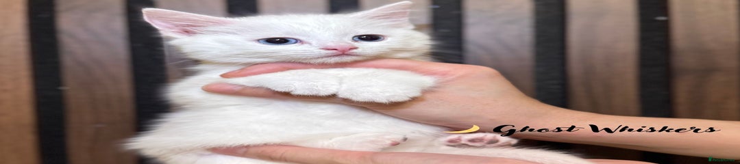 British Shorthair Kitten 6