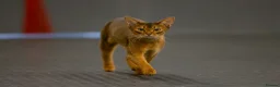 Abyssinian cats for sale: 2 beautiful Abyssinian boys  - Advert 3