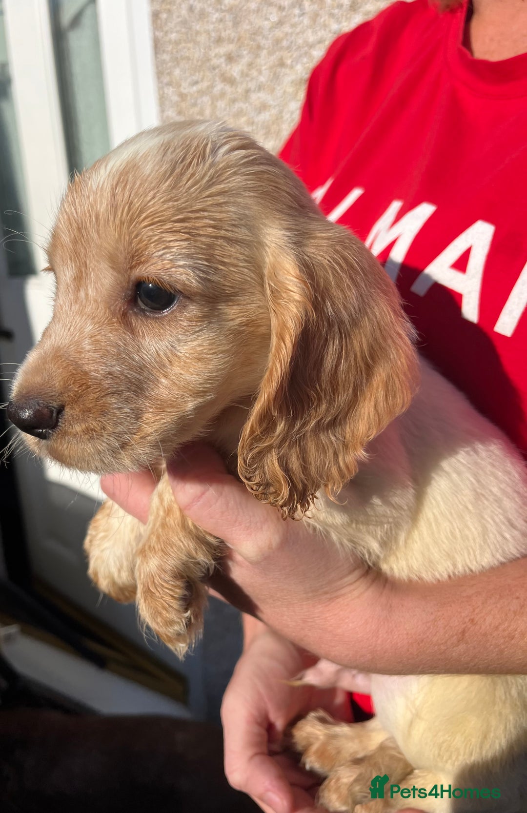 Cocker Spaniel dogs for sale: ⭐️Cocker spaniel puppies ready now ⭐️ - Image 15