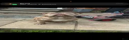 American Bully dogs for sale: American pocket bully puppies for sale 🐾 - Advert 3