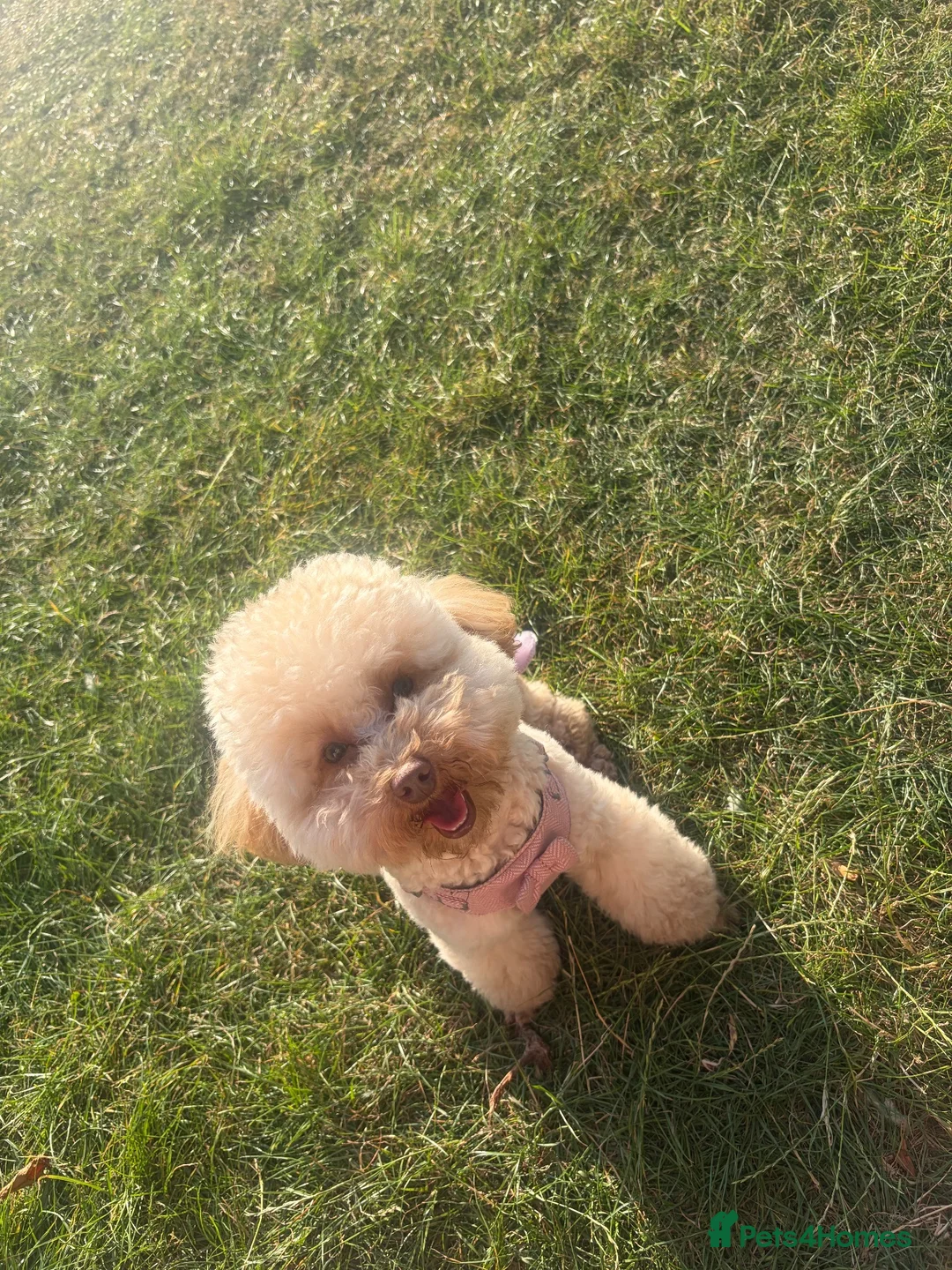 Toy Poodle dogs for sale: Moana the toy poodle in Barnsley - Advert 9
