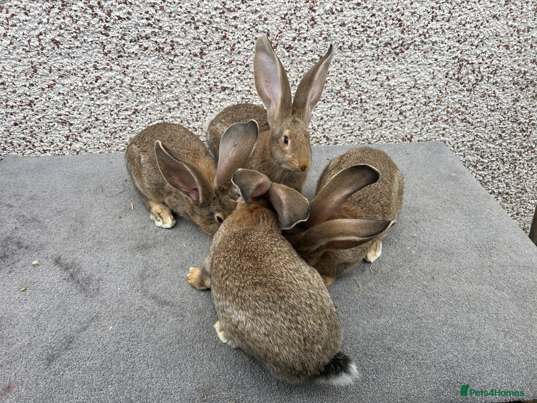 Continental Giant rabbits for sale: Giant continental  - Advert 10