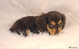 Miniature Dachshund dogs for sale: KC Daxi's health tested parents.READY - Image 23