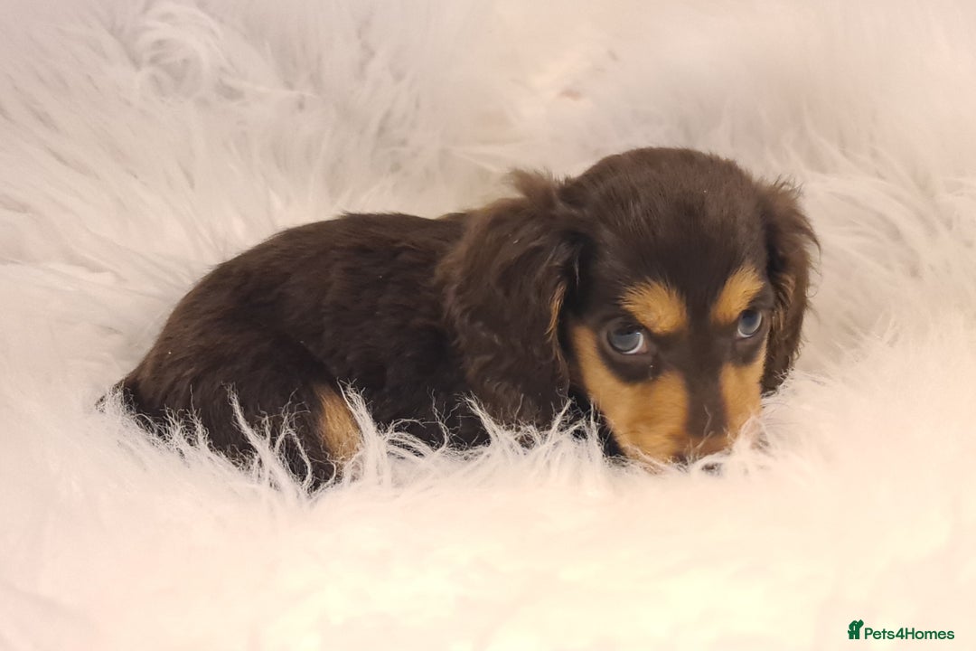 Miniature Dachshund dogs for sale: KC Daxi's health tested parents.READY - Image 23