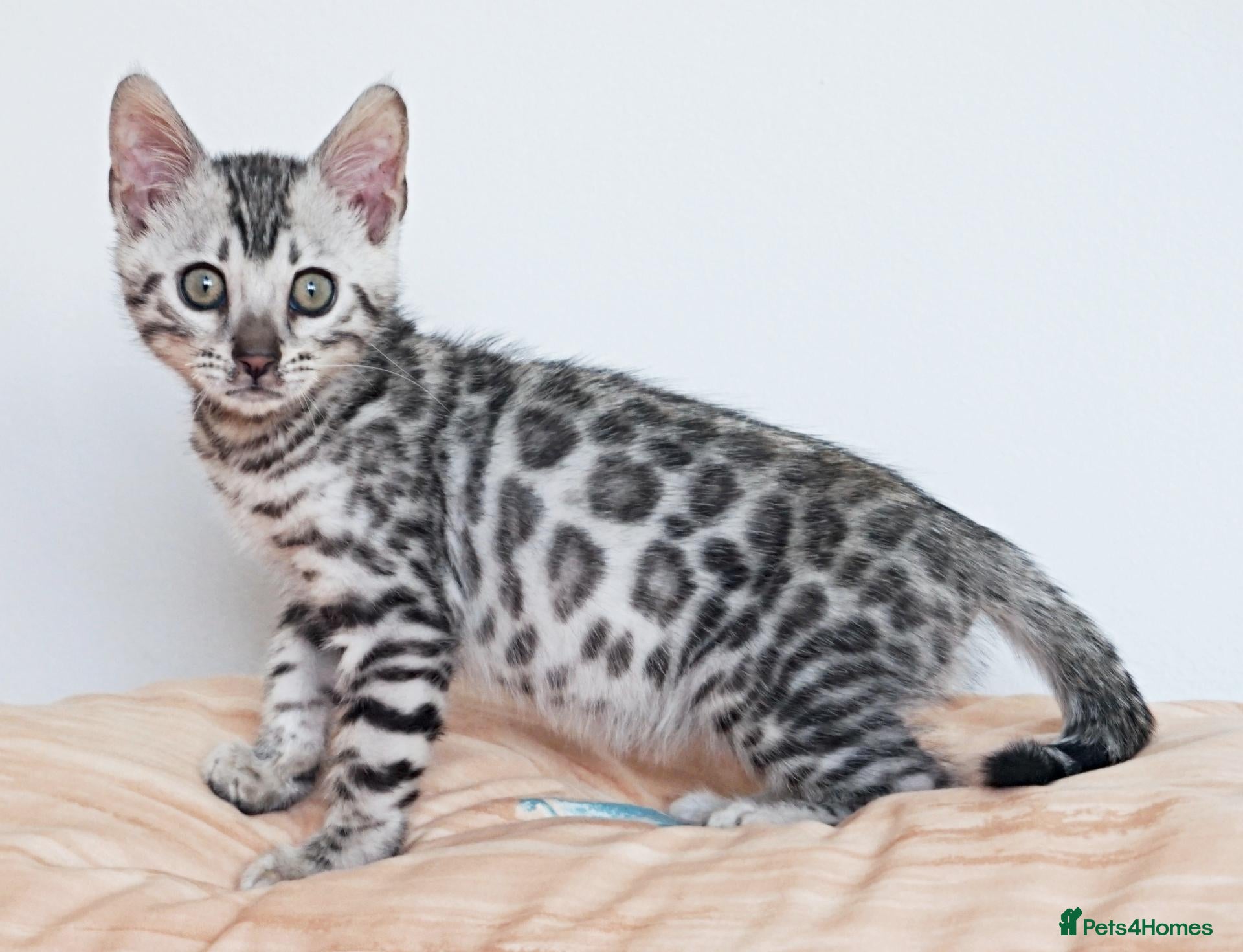 Bengal cats Stunning Rosette Bengal Kitten - Advert 7