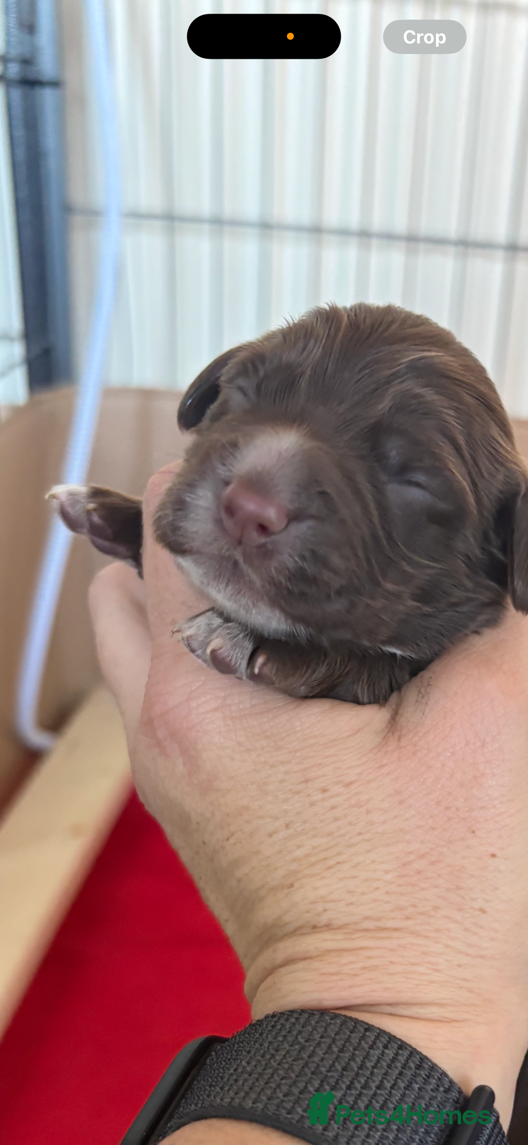 Cocker Spaniel dogs for sale: Stunning WCS pups - Image 11