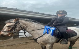 Appaloosa horses for sale: 13.1 hh Appaloosa Mare  - Image 3