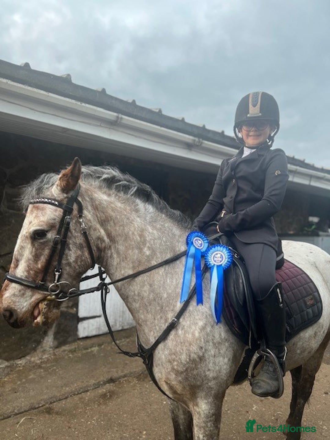 Appaloosa horses for sale: 13.1 hh Appaloosa Mare  - Image 3