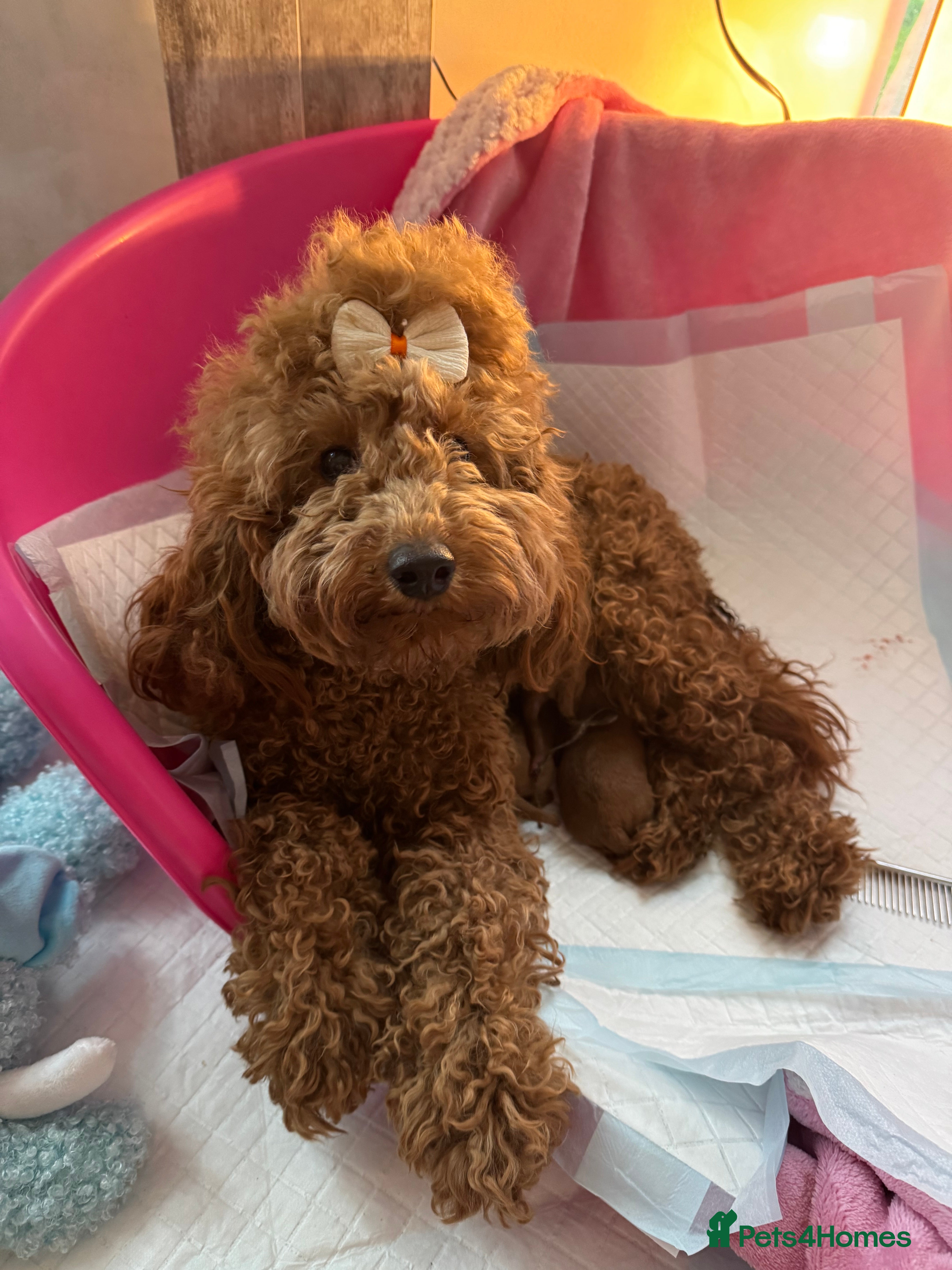 Toy Poodle dogs Gorgeous Toy Poodle Puppies  - Advert 2