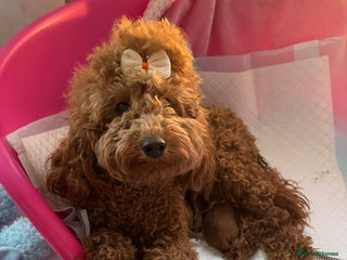 Toy Poodle dogs Gorgeous Toy Poodle Puppies - Advert 2