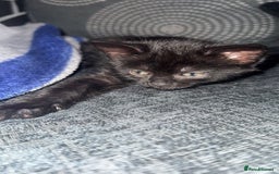 Mixed Breed cats for sale: Kittens - Image 5
