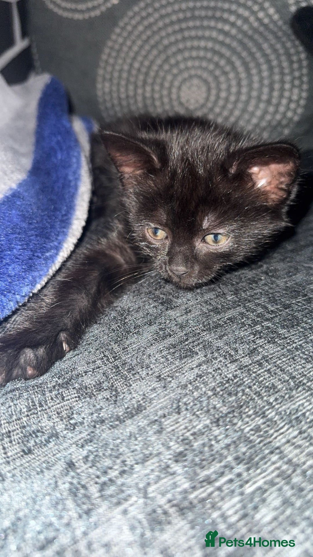 Mixed Breed cats for sale: Kittens - Image 5