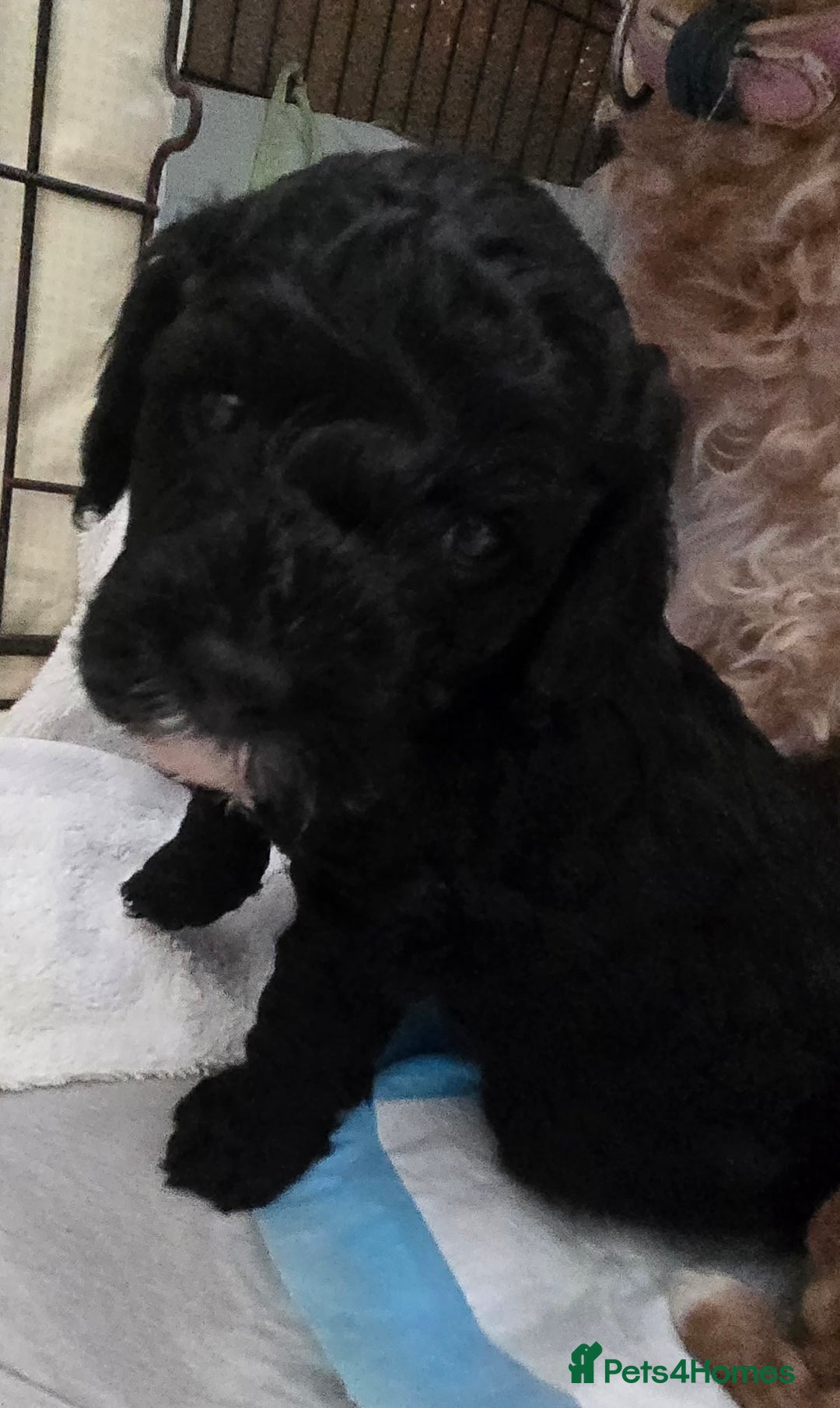 Cavapoo dogs for sale: Teddy bear cavapoo  - Advert 17