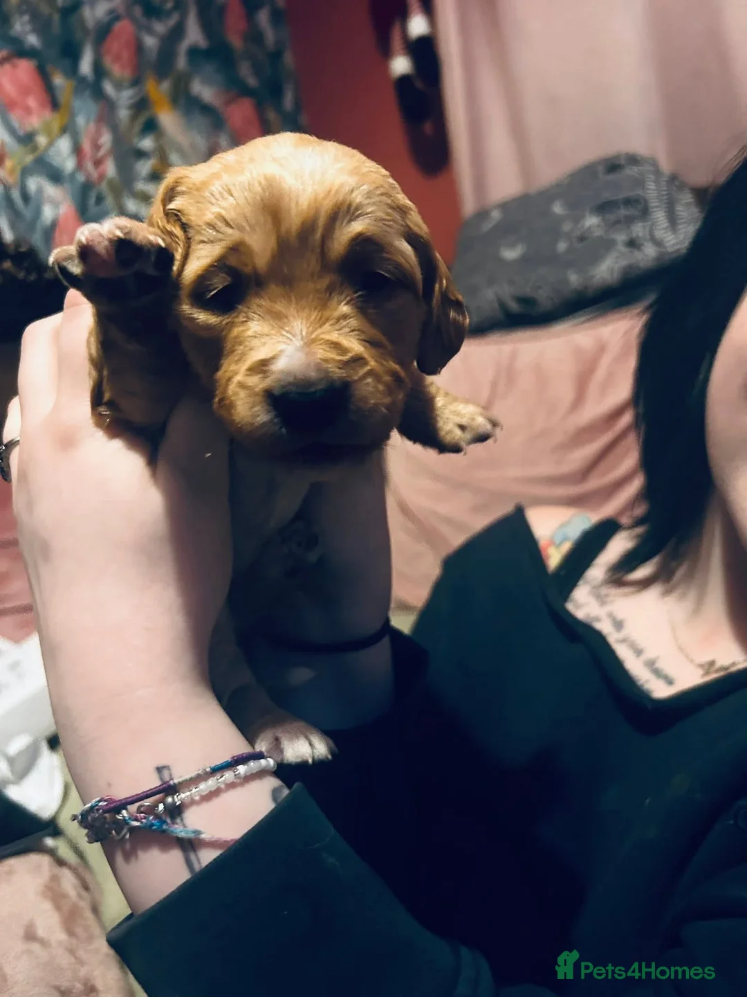 Mixed Breed dogs for sale: 9 Beautiful Puppies for sale - Advert 15