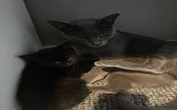 Mixed Breed cats for sale: Beautiful dark chocolate female kitten - Image 4