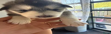 Alaskan Malamute 6