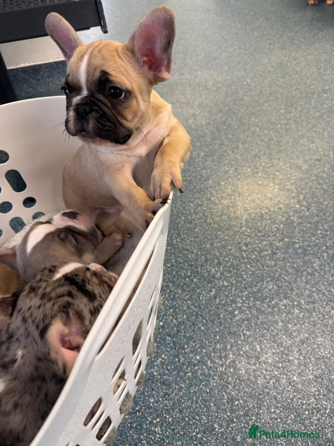 French Bulldog dogs for sale: DWKC Registered Puppies – Health Tested  - Advert 21