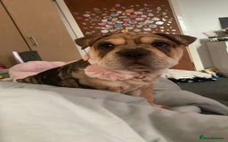 Mixed Breed dogs for sale: Charlie (girl) - Advert 2