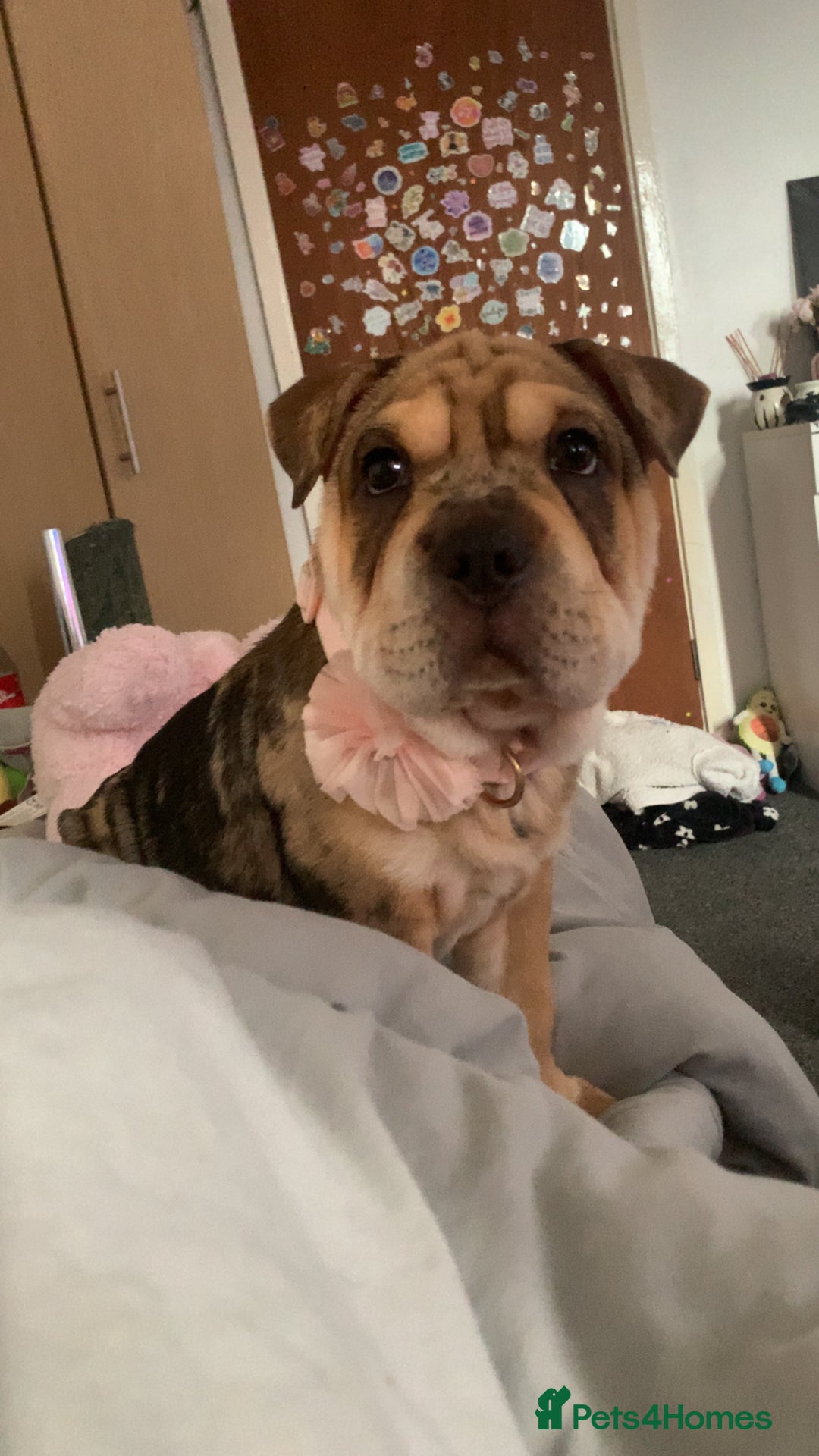 Mixed Breed dogs for sale: Charlie (girl) - Advert 2