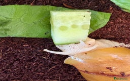Snails invertebrates for sale: Giant African land snails  - Image 7