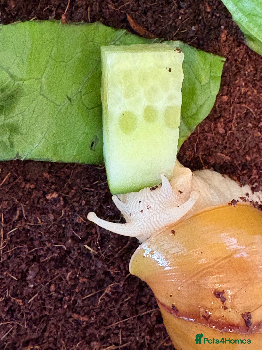 Snails invertebrates for sale: Giant African land snails  - Image 7