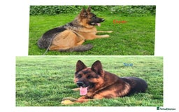 German Shepherd dogs for sale: 25 years experience breeding German Shepherds  - Image 24