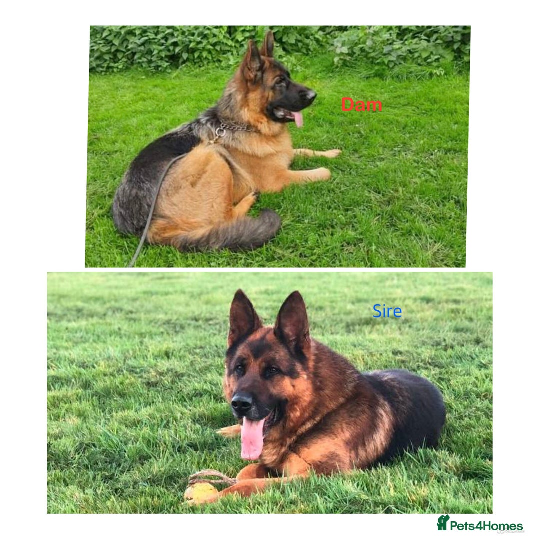 German Shepherd dogs for sale: 25 years experience breeding German Shepherds  - Image 24