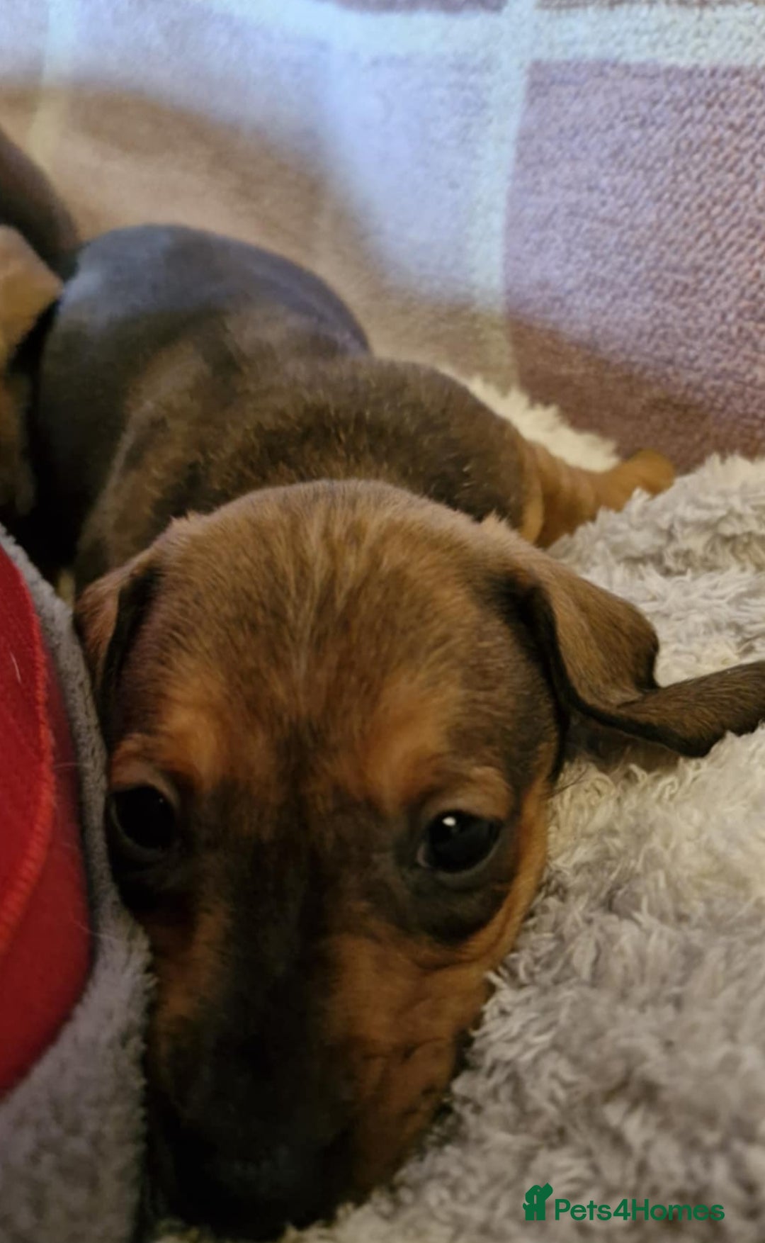 Dachshund dogs for sale: Gorgeous KC standard dachsund pups - Advert 10