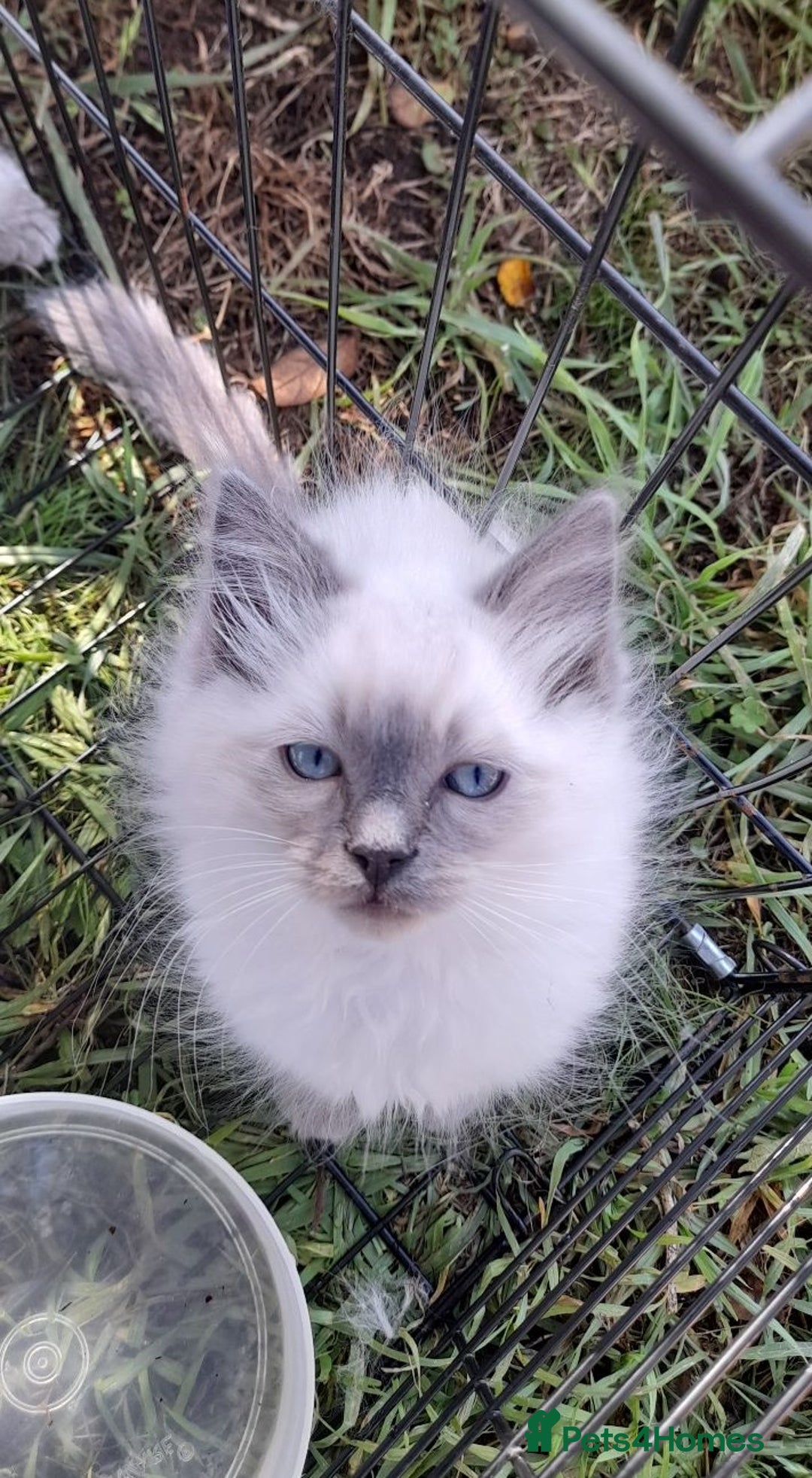 Ragdoll cats for sale: Meet theses beautiful Rag doll kittens today. - Advert 4
