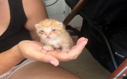 British Shorthair cats for sale: Kittens - Image 2