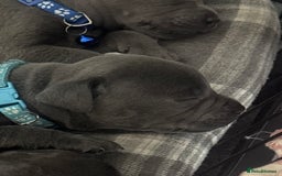 Staffordshire Bull Terrier dogs for sale: 💥READY TO LEAVE NOW 💥 PURE BLUE STAFFS PUPS🩵 in Barnsley - Image 20
