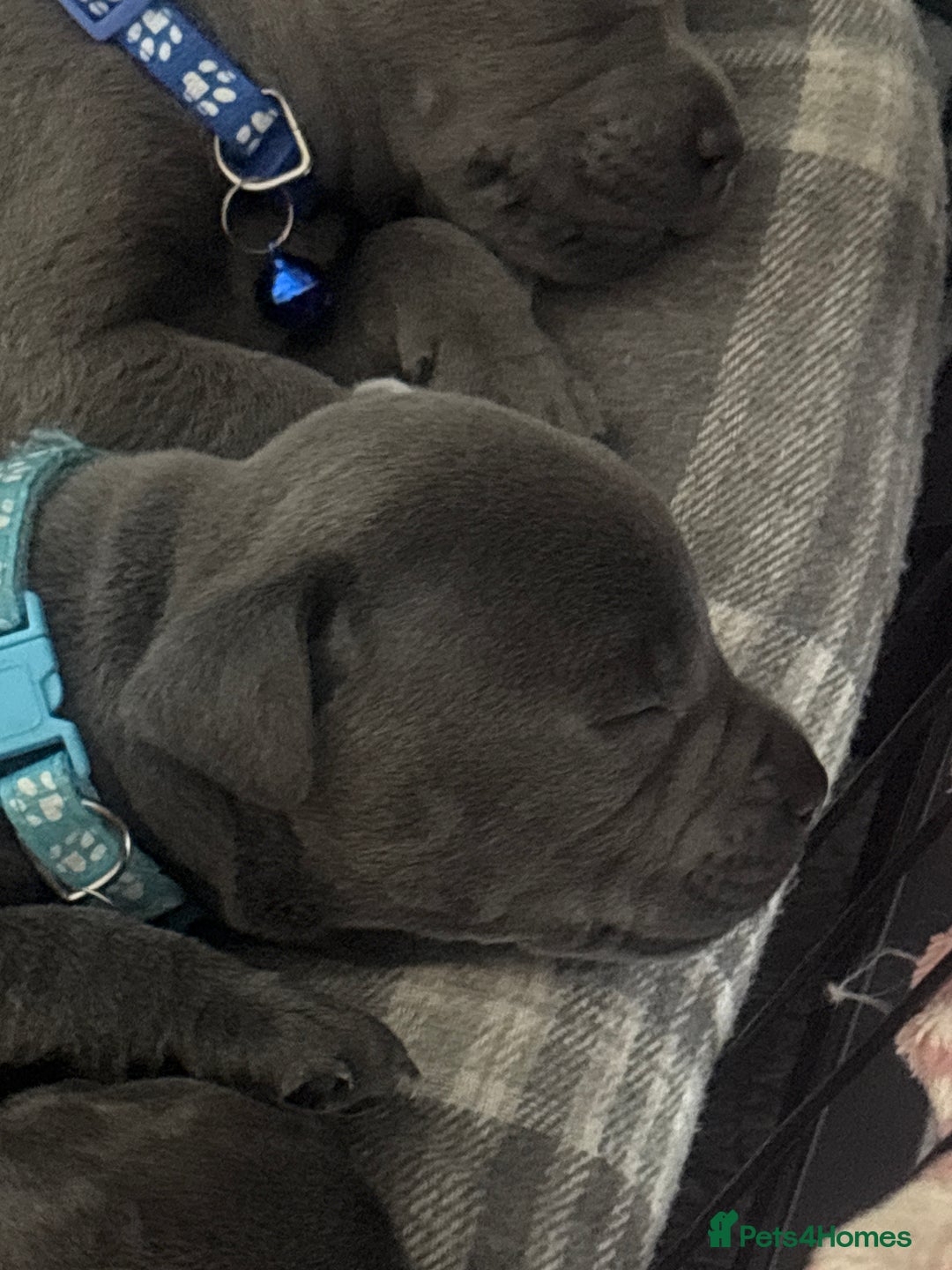 Staffordshire Bull Terrier dogs for sale: 💥READY TO LEAVE NOW 💥 PURE BLUE STAFFS PUPS🩵 in Barnsley - Image 20