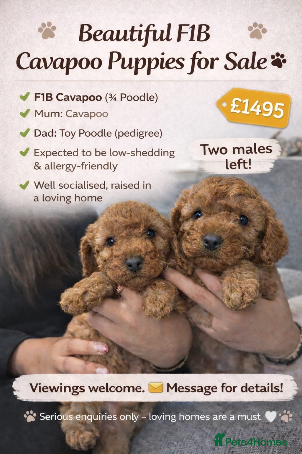 Cavapoo dogs Red f1b cavapoo puppies - Advert 18