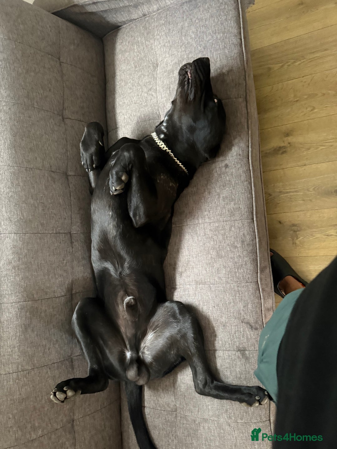 Cane Corso dogs for stud: Stud dog  - Image 3