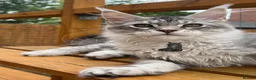 Maine Coon cats for sale: Female girl  Maine Coon kitten blue silver tabby  - Advert 1