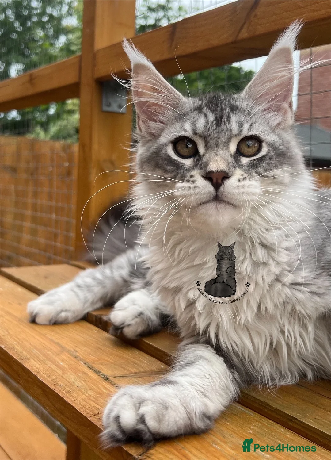 Maine Coon cats for sale: Female girl  Maine Coon kitten blue silver tabby  - Advert 1