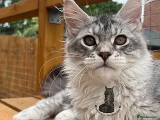 Maine Coon cats Female girl Maine Coon kitten blue silver tabby - Advert 4