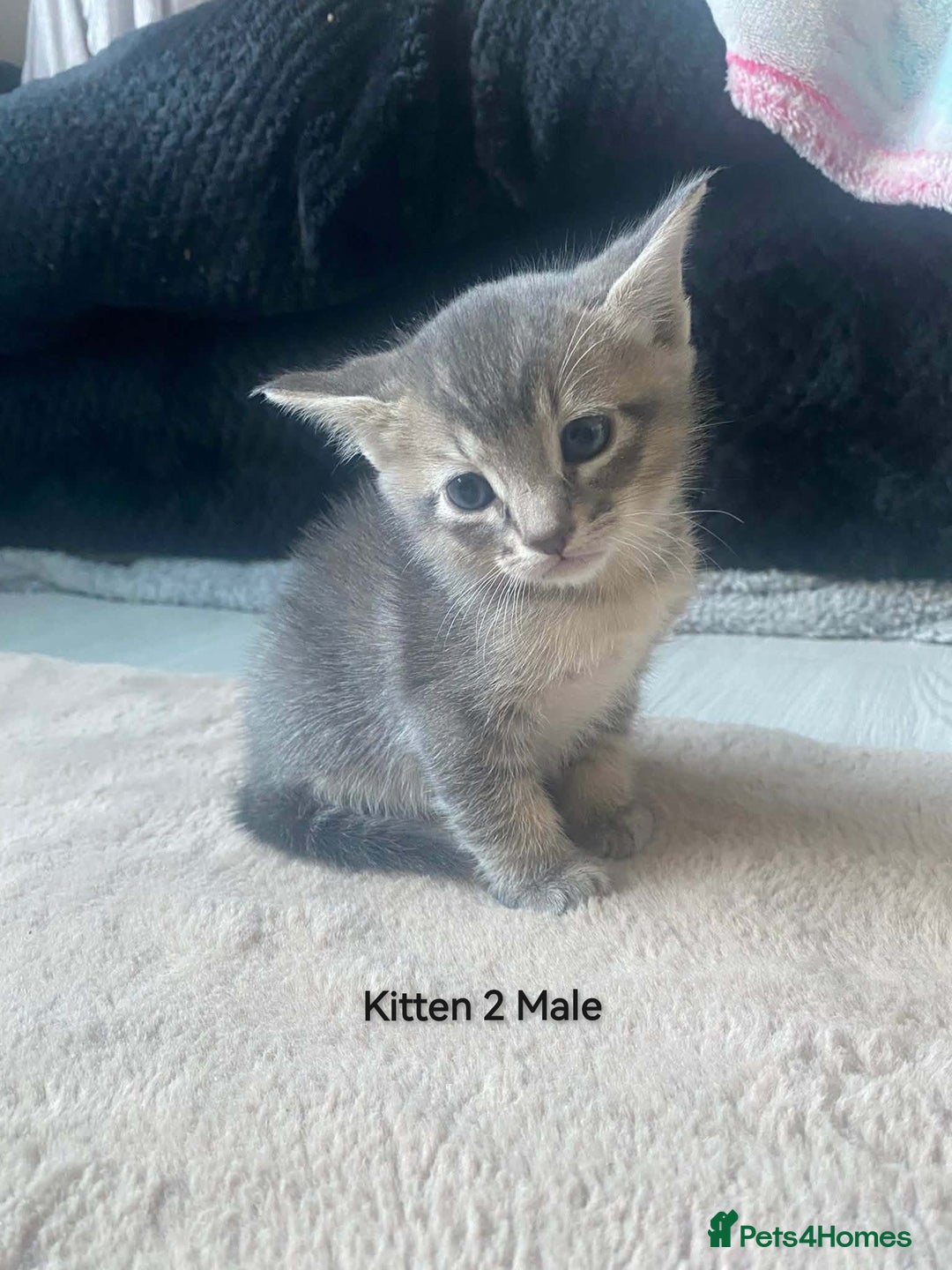 Mixed Breed cats for sale: Siamese Bengal mix kittens  - Advert 11
