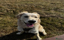 Golden Retriever dogs for sale: Arlo  - Image 3