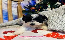 Maltipoo dogs for sale: F1 Maltipoo Puppies  - Image 3