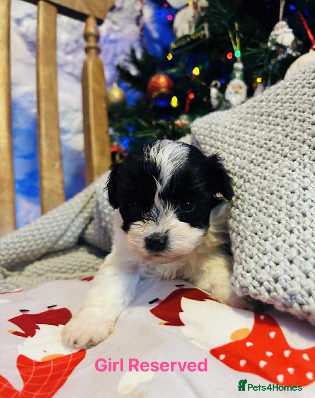 Maltipoo dogs for sale: F1 Maltipoo Puppies  - Image 3