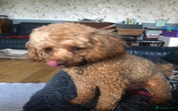 Toy Poodle dogs for stud: Fox red KC and health tested Toy Poodle for Stud in Halifax - Image 1