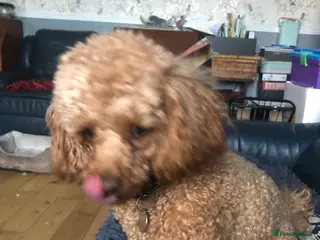 Toy Poodle dogs Fox red KC and health tested Toy Poodle for Stud in Halifax - Advert 1